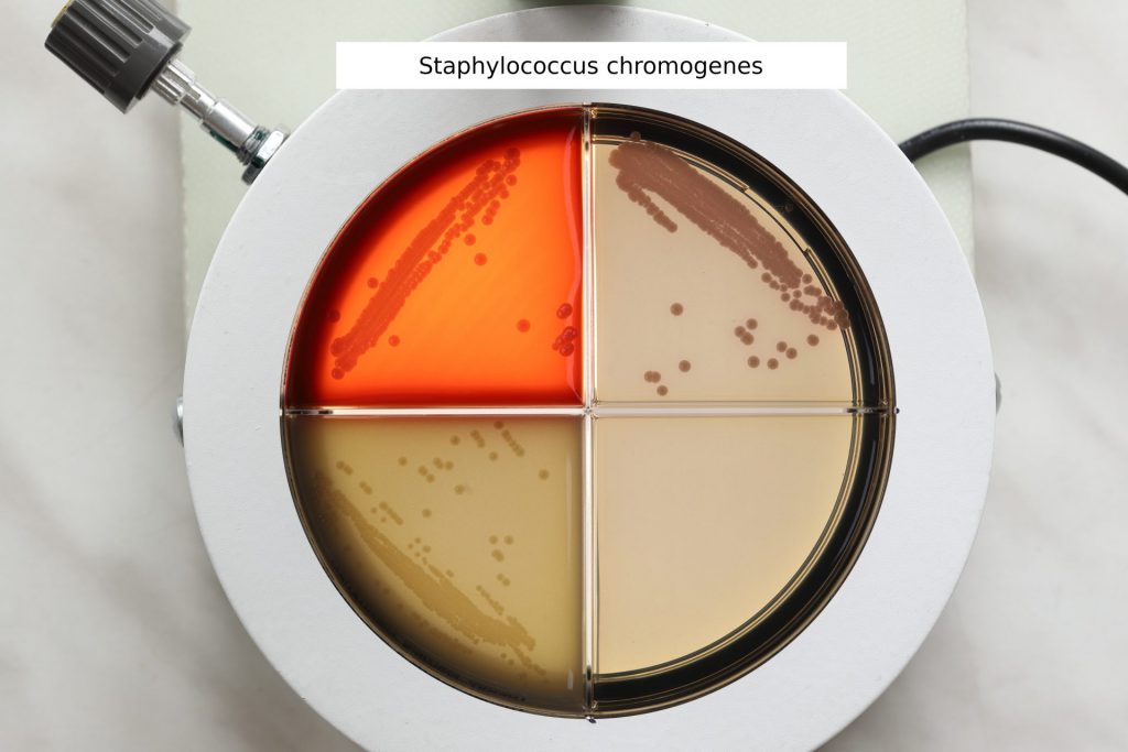 Staphylococcus chromogenes