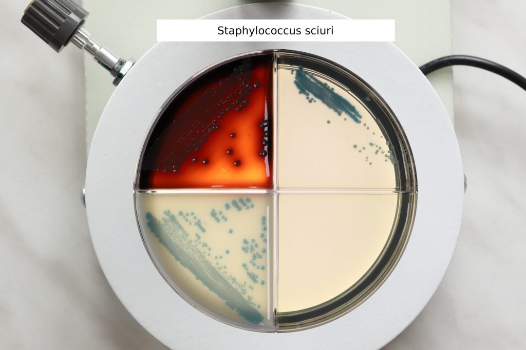 Staphylococcus sciuri