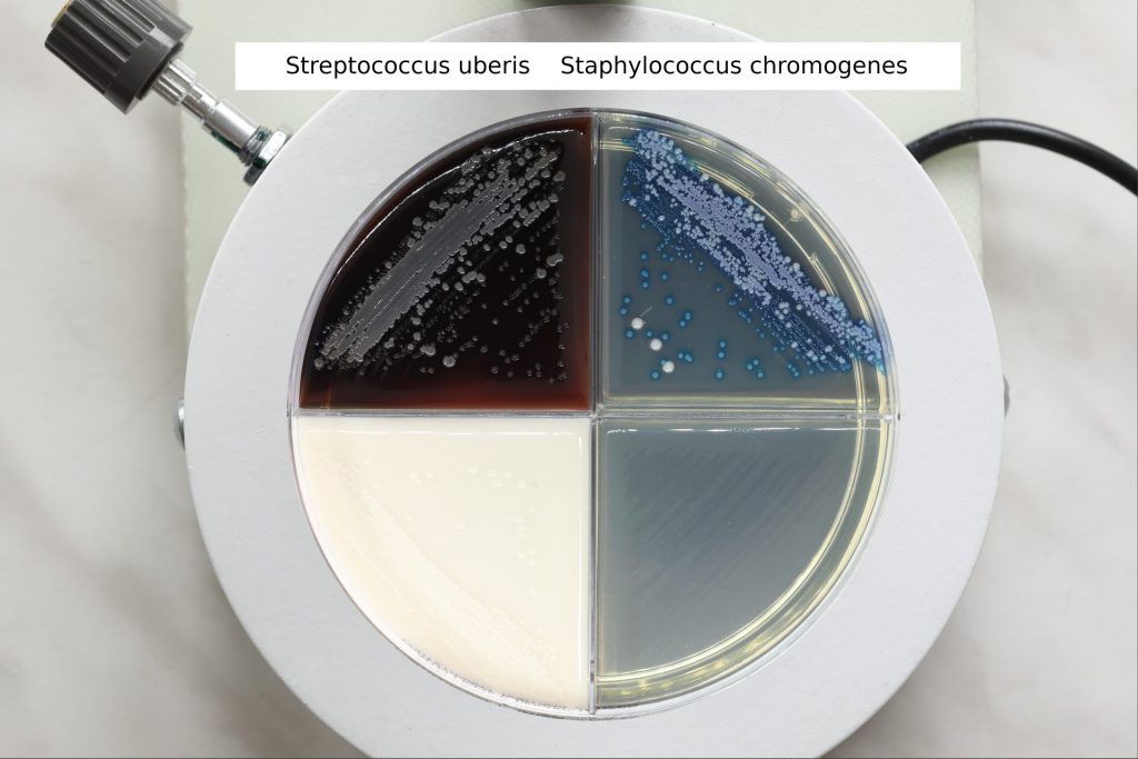 Streptococcus uberis