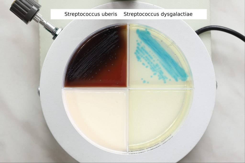 Streptococcus uberis